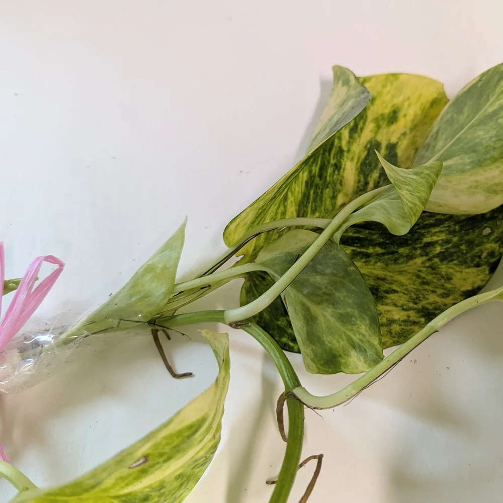 Pothos Plant Cuttings For Party Favors. Individually Wrapped Set Of Ten.